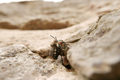 Melecta albifrons