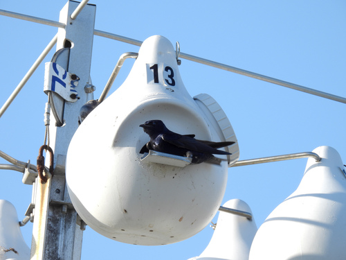 Purple Martin