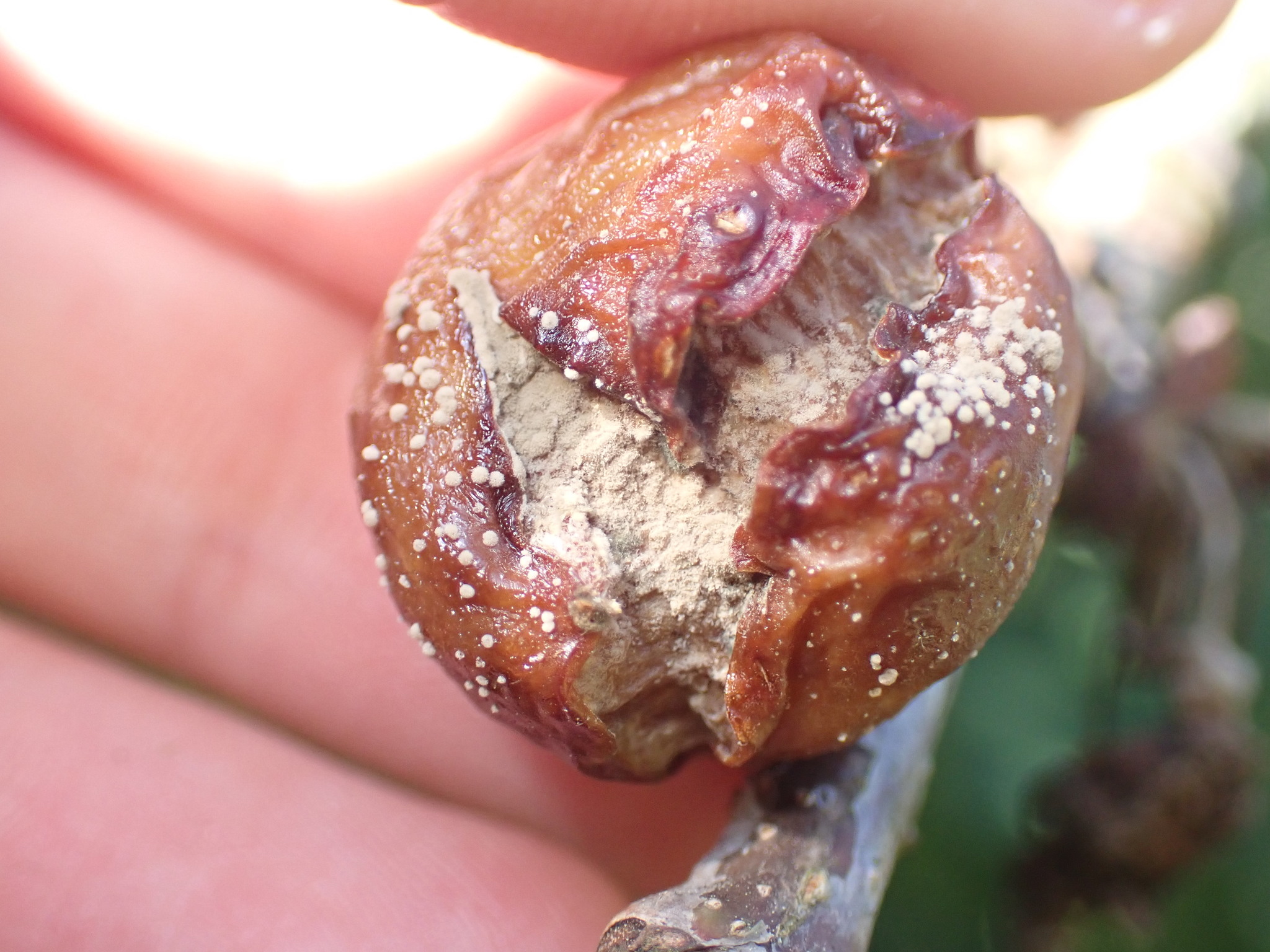 Fruchtmonilia