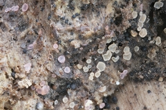 Trichosphaeria