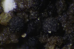 Trichosphaeria