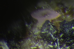 Trichosphaeria