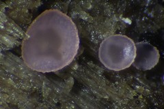 Orbilia crenatomarginata