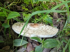 Rhacodium