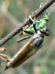 Chlorophanus excisus