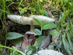 Rhacodium
