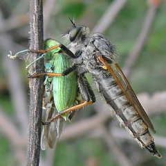 Chlorophanus excisus