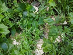 Rhacodium