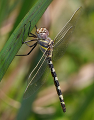 Macromia annulata