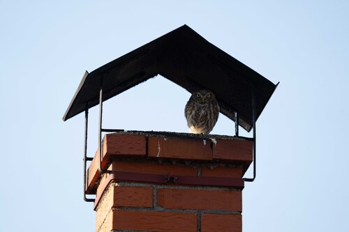 Little Owl