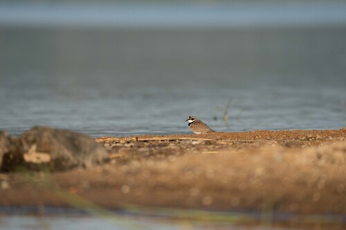 Little Ringed Plover