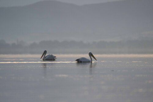 Dalmatian Pelican