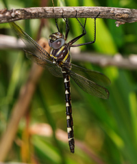 Macromia annulata