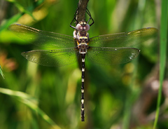 Macromia annulata
