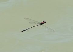 Neoneura aaroni