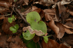 Phytomyza abdominalis