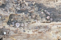 Orbilia crenatomarginata