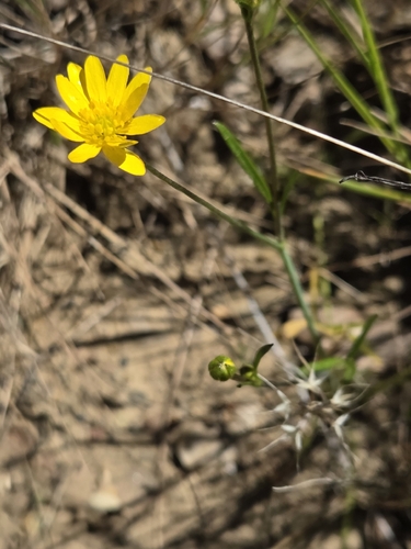 Ranunculus californicus, photograph 2