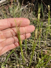 Carex geyeri