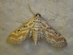 Parapoynx dentizonalis