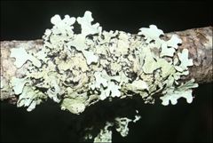 Austroparmelina pseudorelicina