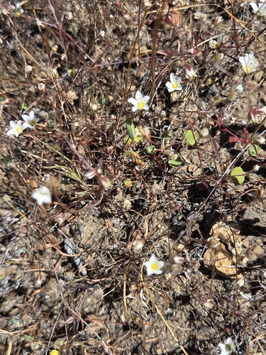 Sabulina douglasii, photograph 4