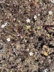 author not stated, no rights reserved Sabulina douglasii, photograph author not stated, no rights reserved