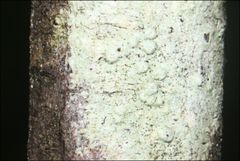 Pertusaria pertractata