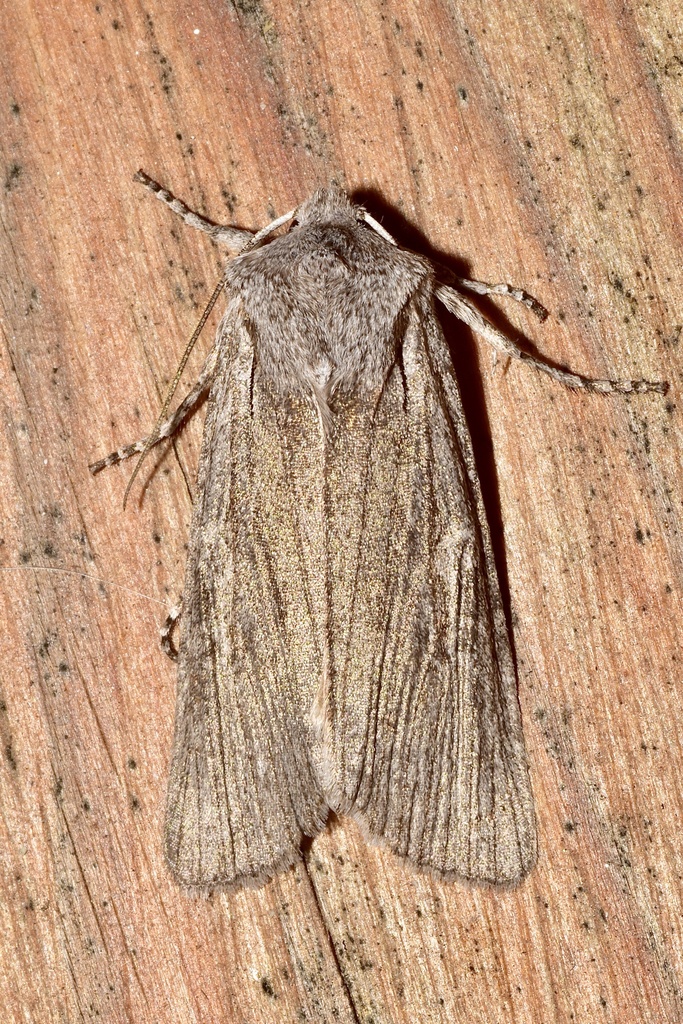 George's Pinion Moth