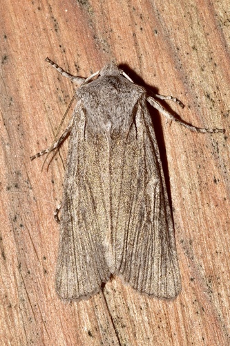 George's Pinion Moth