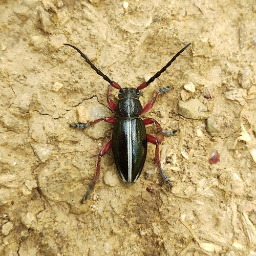 Dorcadion pedestre