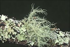 Usnea inermis