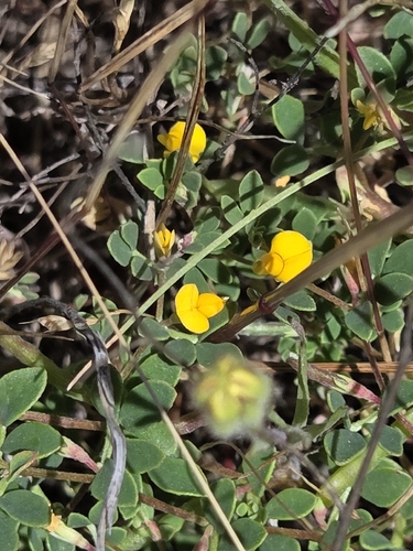 Acmispon wrangelianus observed 2026-05-26