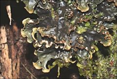 Peltigera dolichorhiza