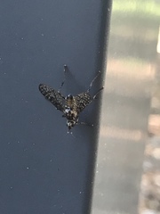 Boreothrinax maculipennis