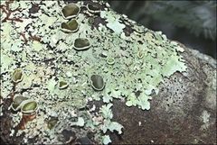 Austroparmelina pseudorelicina