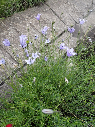 Wahlenbergia undulata, photograph 3