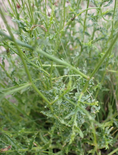 Wahlenbergia undulata, photograph 6