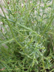 Wahlenbergia undulata, photograph (c) Nicola van Berkel, some rights reserved (CC BY-SA)