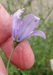 Wahlenbergia undulata, photograph (c) Nicola van Berkel, some rights reserved (CC BY-SA)
