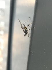 Boreothrinax maculipennis