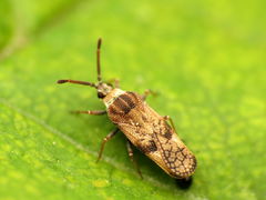Leptoypha mutica