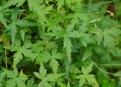 Hydrocotyle geraniifolia