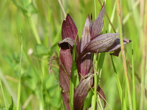 Serapias vomeracea, photograph 4