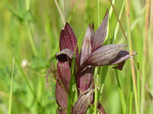 Serapias vomeracea, photograph 5