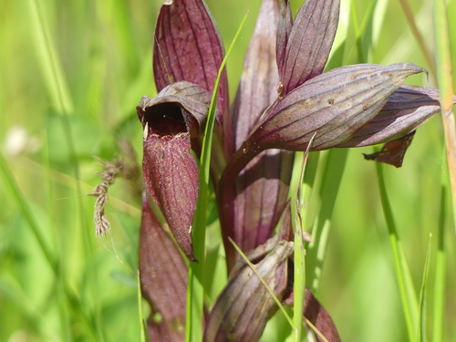 Serapias vomeracea, photograph 6