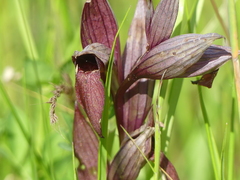 Serapias vomeracea, photograph (c) DDutrey, some rights reserved (CC BY)