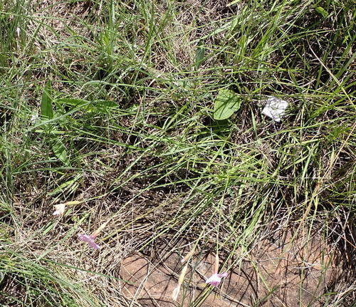 Dianthus basuticus, photograph 4