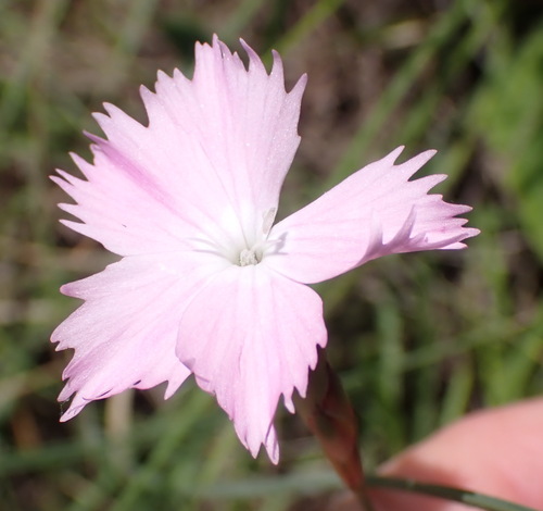 Dianthus basuticus, photograph 6