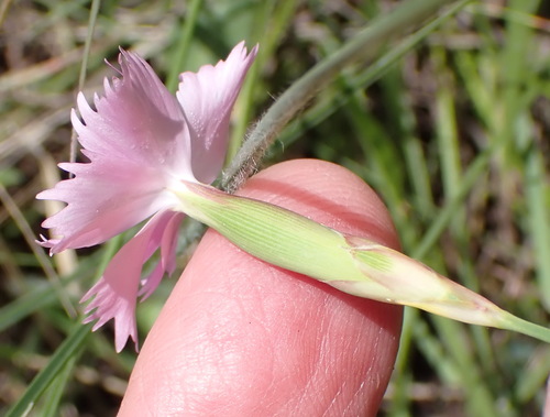 Dianthus basuticus, photograph 5